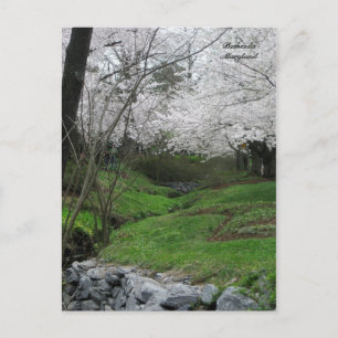 Springtime in Bethesda, Maryland Postkarte
