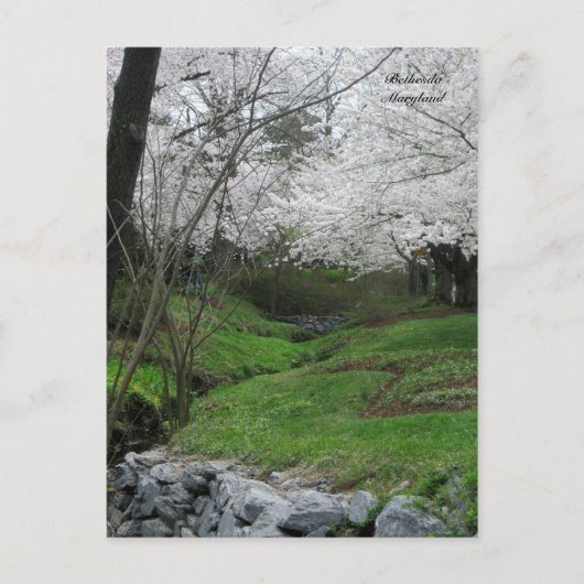 Springtime in Bethesda, Maryland Postkarte (Vorderseite)