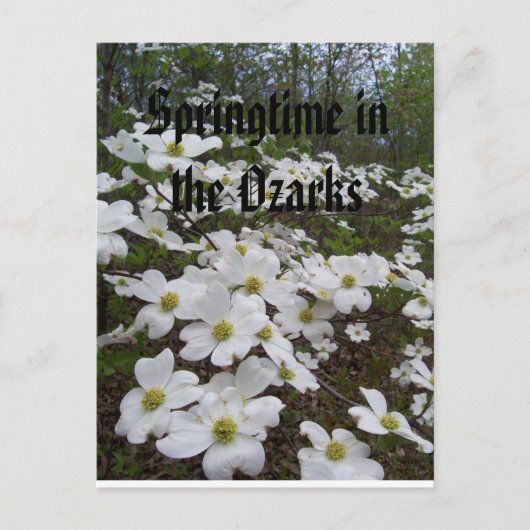 Springtime in den Ozarks Postkarte (Vorderseite)