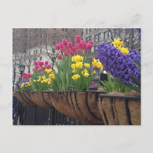 Springtime in Greeley Square NYC Blume New York Postkarte (Vorderseite)