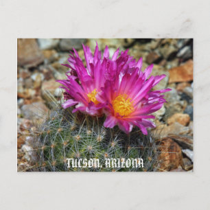 Springtime in Tucson Postkarte