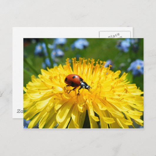 Springtime Ladybird auf Dandelion Postkarte (Vorne/Hinten)
