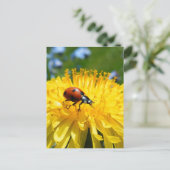 Springtime Ladybird auf Dandelion Postkarte (Stehend Vorderseite)