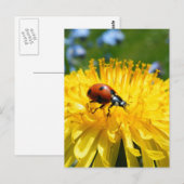 Springtime Ladybird auf Dandelion Postkarte (Vorne/Hinten)