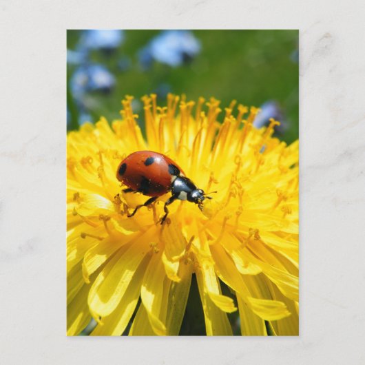 Springtime Ladybird auf Dandelion Postkarte (Vorderseite)