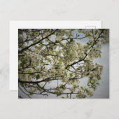 Springtime Postkarte (Vorne/Hinten)