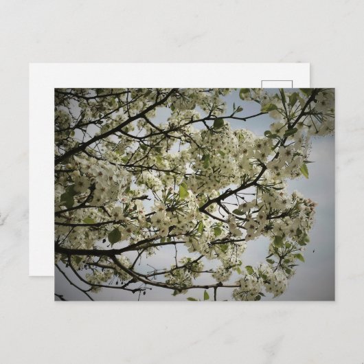 Springtime Postkarte (Vorne/Hinten)