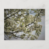 Springtime Postkarte (Vorderseite)
