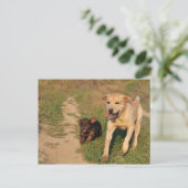 Sprint Fun Labrador und Dachhund Postcard Postkarte (Stehend Vorderseite)