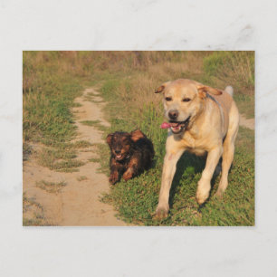 Sprint Fun Labrador und Dachhund Postcard Postkarte