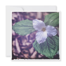 Sprint Trillium Autochrome Stil