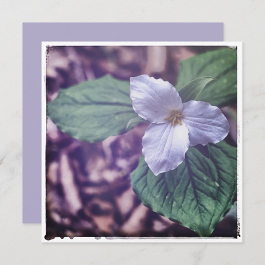 Sprint Trillium Autochrome Style Mitteilungskarte (Vorne/Hinten)