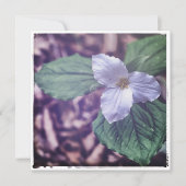 Sprint Trillium Autochrome Style Mitteilungskarte (Vorderseite)