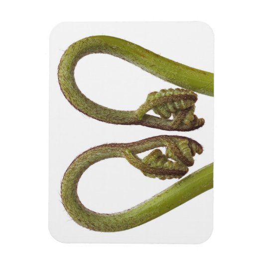 Sprossen 2 magnet (Vertikal)