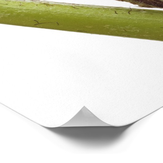 Sprossen 2 poster (Ecke)