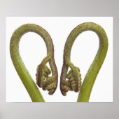 Sprossen 2 poster (Vorne)