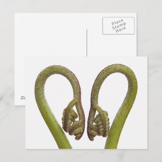 Sprossen 2 postkarte (Vorne/Hinten)