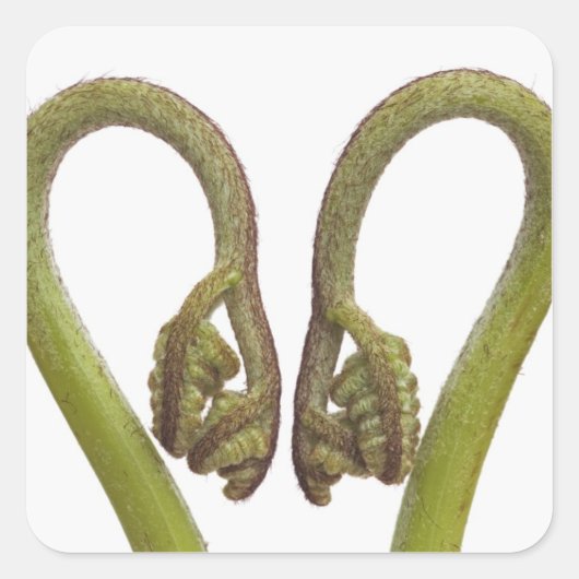 Sprossen 2 quadratischer aufkleber (Vorderseite)