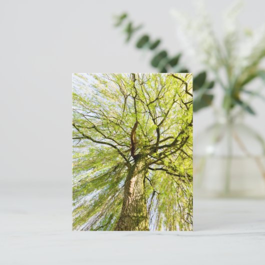 Sprossenweiden in der Frühjahrssaison Postkarte (Stehend Vorderseite)