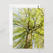 Sprossenweiden in der Frühjahrssaison Postkarte (Vorne/Hinten)