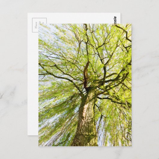Sprossenweiden in der Frühjahrssaison Postkarte (Vorne/Hinten)
