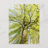 Sprossenweiden in der Frühjahrssaison Postkarte (Vorderseite)