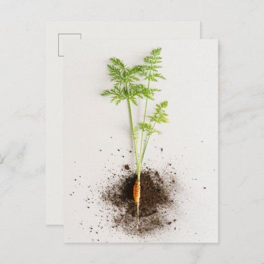 Sprout Carrot Minimalist Botanical photo Postkarte (Vorne/Hinten)