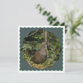 Spruce Grouse (Stehend Vorderseite)