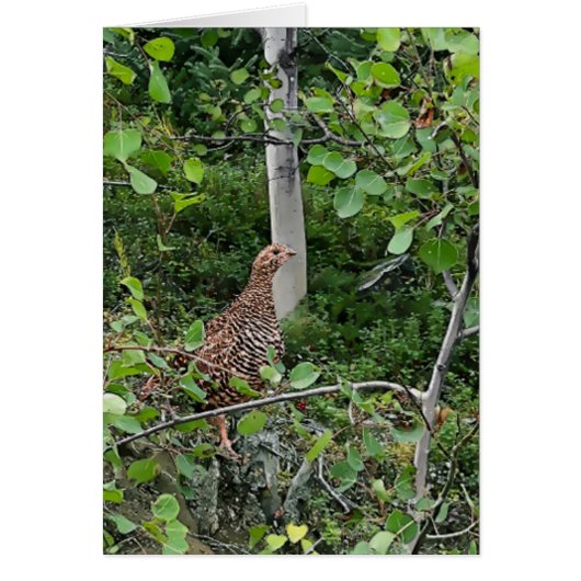 Spruce Grouse 2 - 5 Zoll x 7" Kunstkarte (Vorne)