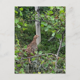Spruce Grouse - Postkarte