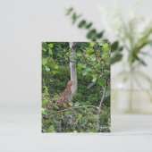Spruce Grouse - Postkarte (Stehend Vorderseite)