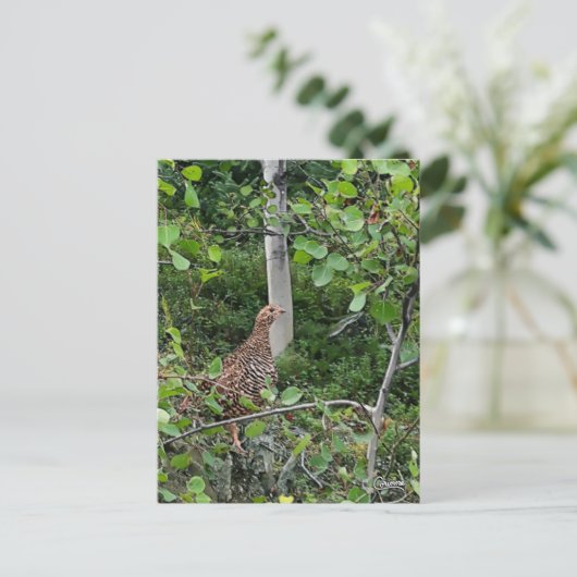 Spruce Grouse - Postkarte (Stehend Vorderseite)