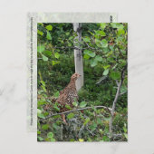 Spruce Grouse - Postkarte (Vorne/Hinten)
