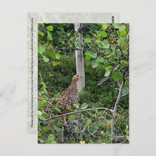 Spruce Grouse - Postkarte (Vorne/Hinten)