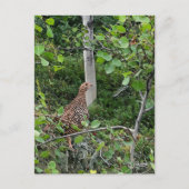 Spruce Grouse - Postkarte (Vorderseite)