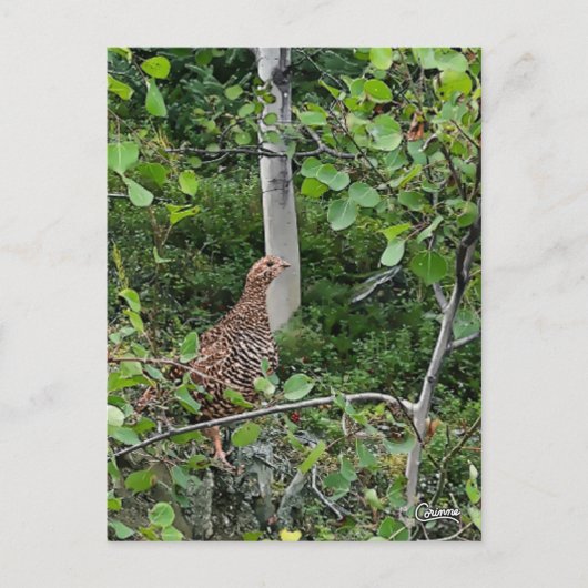 Spruce Grouse - Postkarte (Vorderseite)