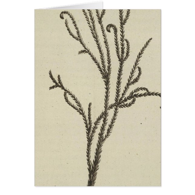Spruce, Neuseeland (Vorne)