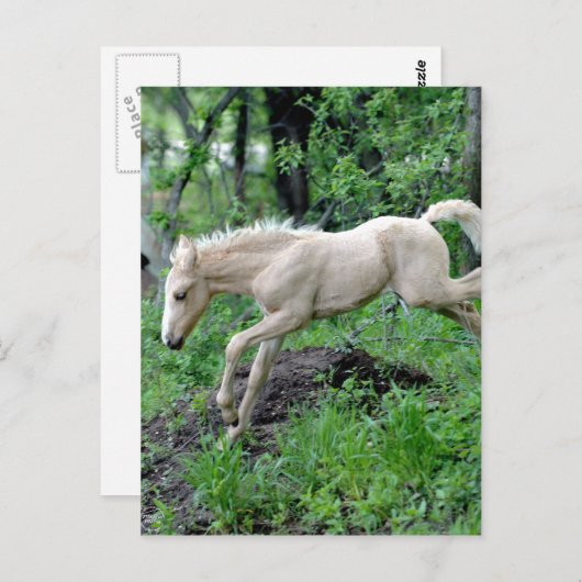 SprungColt Postkarte (Vorne/Hinten)