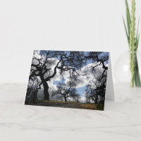 Spuk Bäume Schönes Landschaftliches Foto