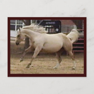Spunky Palomino Postcard Postkarte