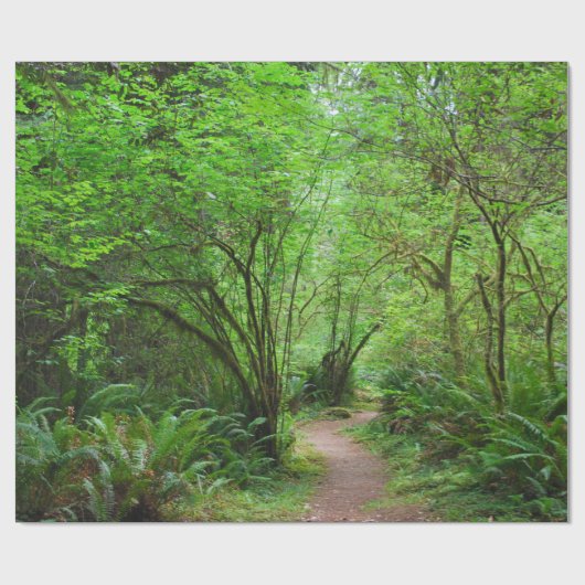 Spur im Rotholz-Wald Geschenkpapier (Flach)