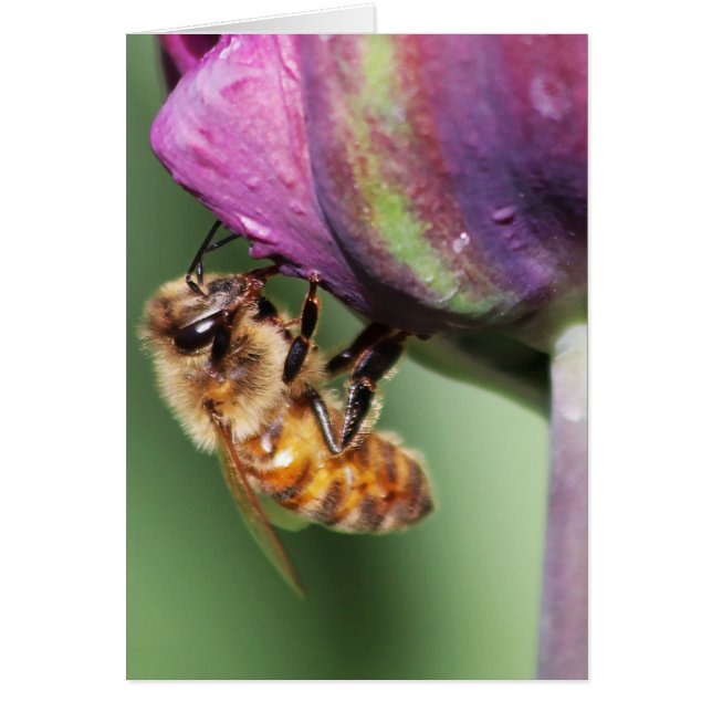 Spürende kleine Biene (Vorne)