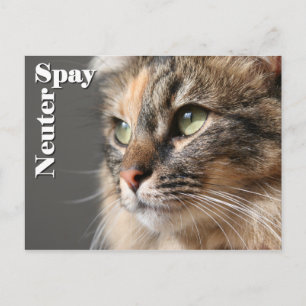 Spy/Neuter Postkarte