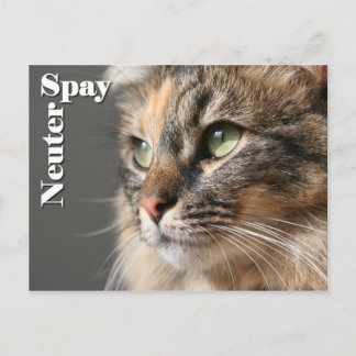 Spy/Neuter Postkarte