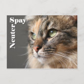 Spy/Neuter Postkarte (Vorderseite)