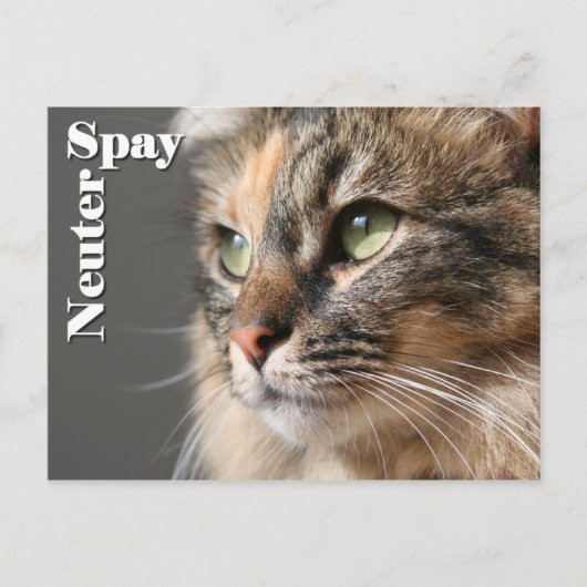 Spy/Neuter Postkarte (Vorderseite)