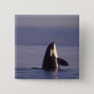Spyhopping Orca Killer Whale (Orca Orcinus) in der Button