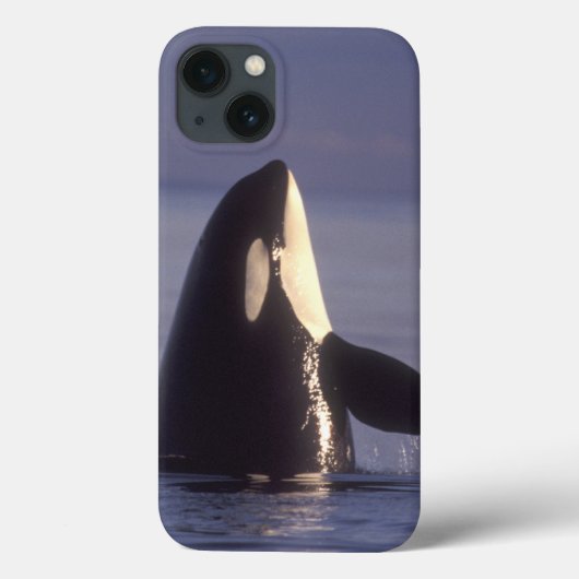Spyhopping Orca Killer Whale (Orca Orcinus) in der Case-Mate iPhone Hülle (Rückseite)