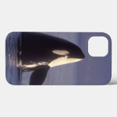 Spyhopping Orca Killer Whale (Orca Orcinus) in der Case-Mate iPhone Hülle (Rückseite (Horizontal))