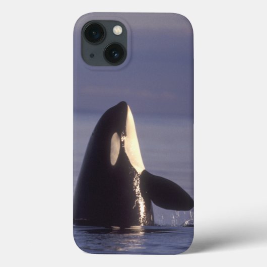 Spyhopping Orca Killer Whale (Orca Orcinus) in der Case-Mate iPhone Hülle (Rückseite)